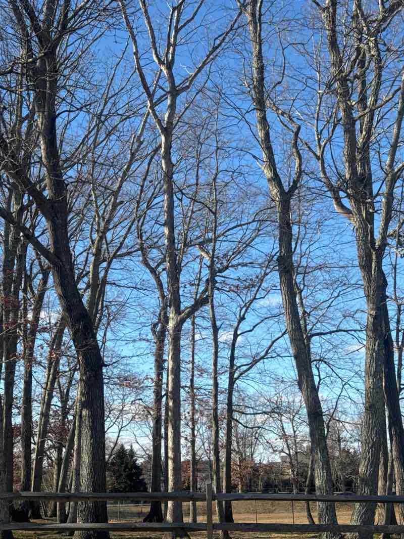 walking near me in Ramtown Manor Common Area in winter