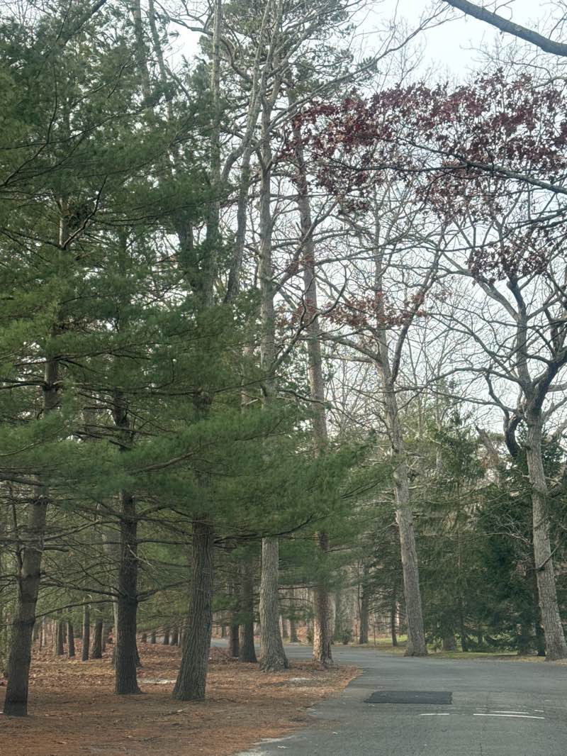 walking near me in Lakewood Pines Park in winter