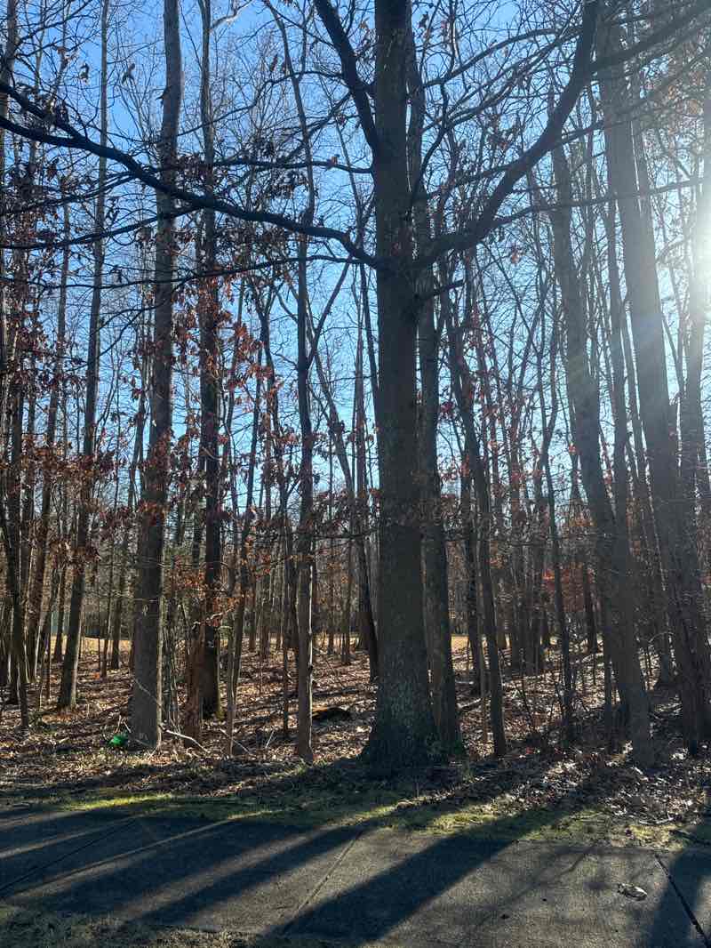 walking near me in Balmar Woods Park in winter