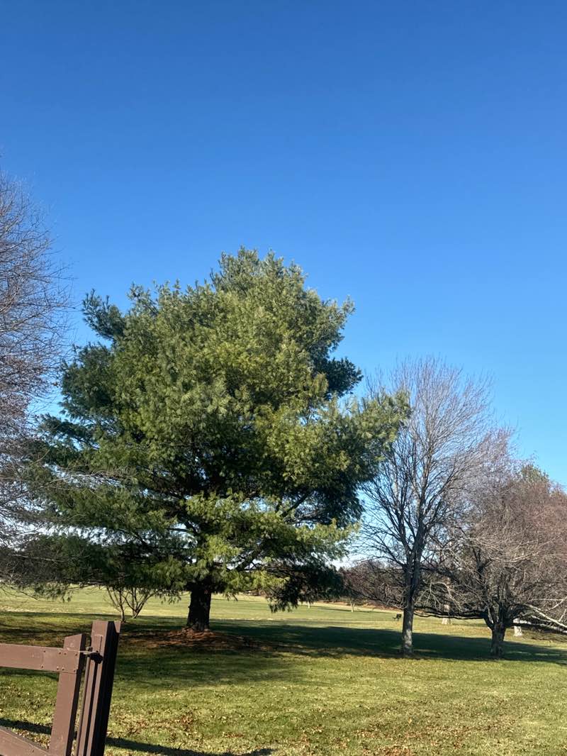 walking near me in Cross Farm Park in winter