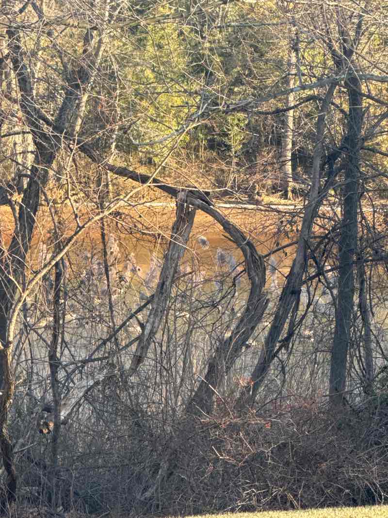 walking near me in Lenape Park in winter