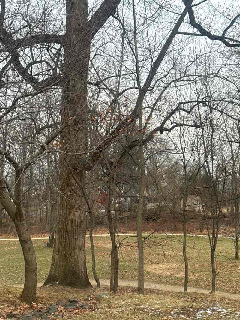 walking near me in Veteran's Park in winter