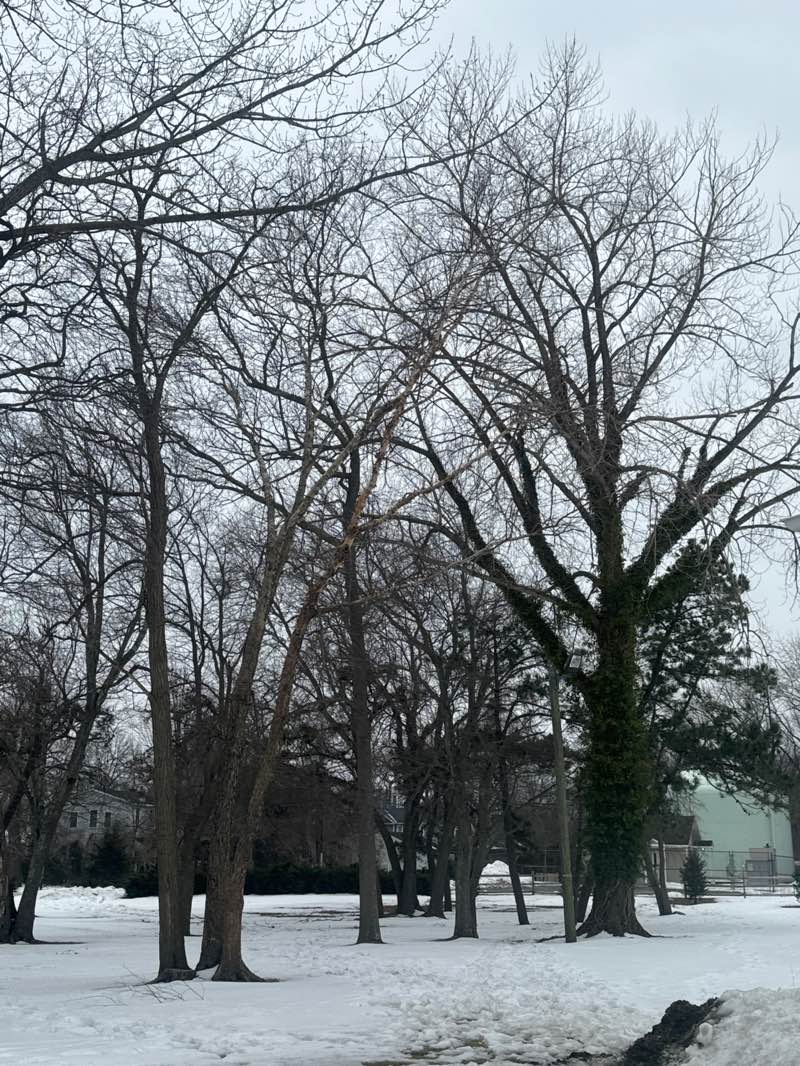 walking near me in Pazienza Park in winter