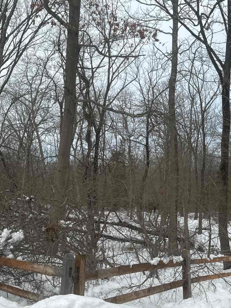 walking near me in Field in winter