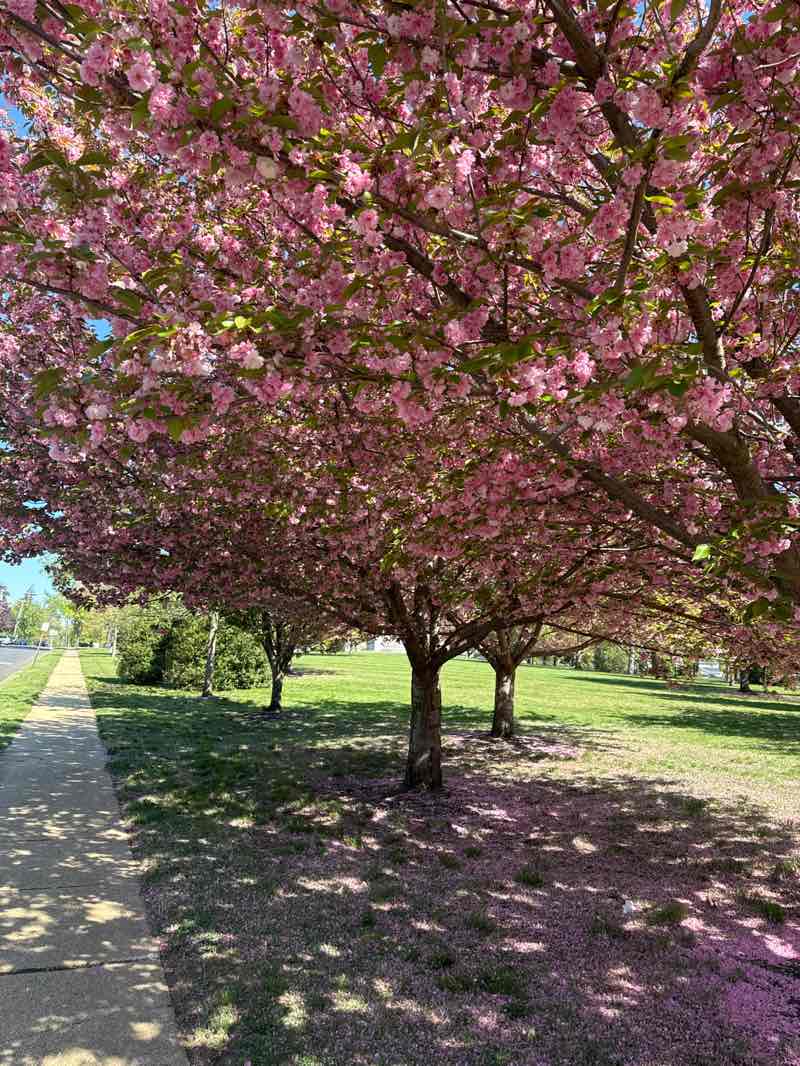 walking near me in Monmouth Battle Monument Park in spring