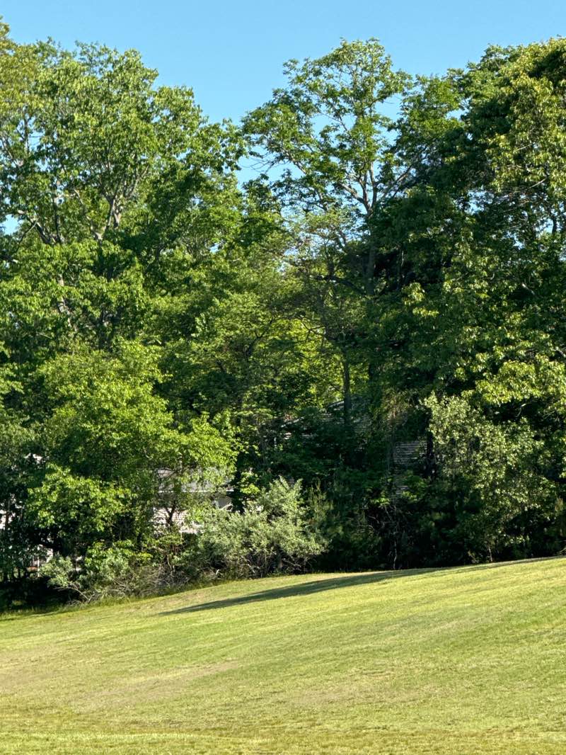 walking near me in Aldrich Elementary School Playground in spring