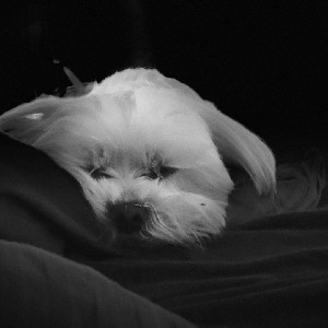 Večeslavas Pe profile