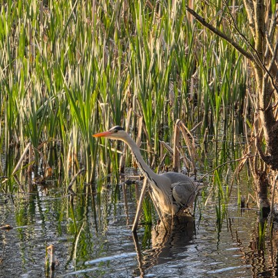 DNR1 - Norwich AnaMi post image