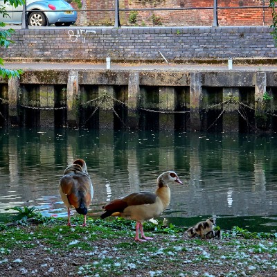 DNR1 - Norwich AnaMi post image