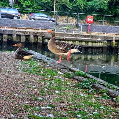 DNR1 - Norwich AnaMi post image