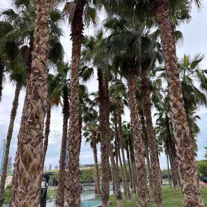 Asrari Alferaih post 1