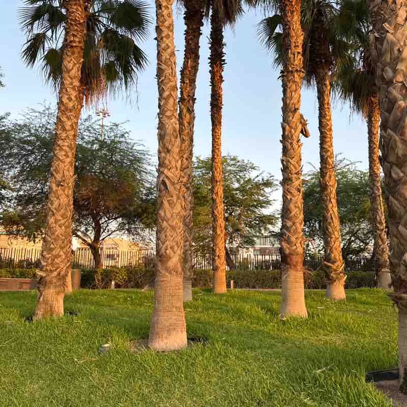 Asrari Alferaih post 1