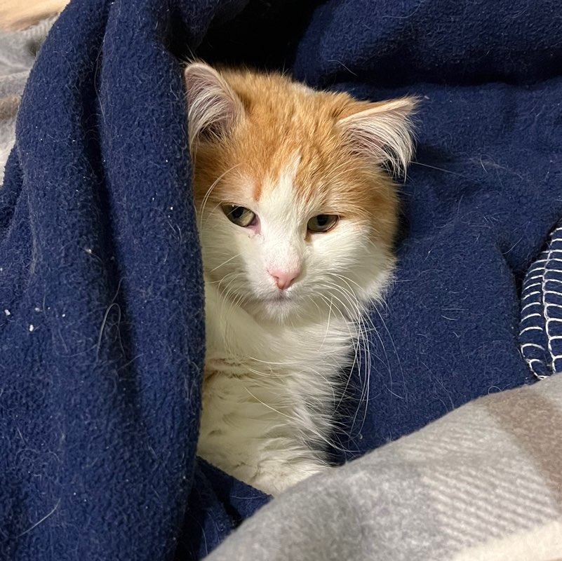 Вікторія Новосад profile