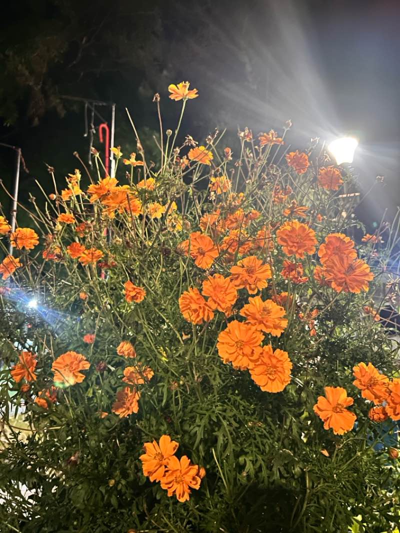 walking near me in Imelda Park in spring