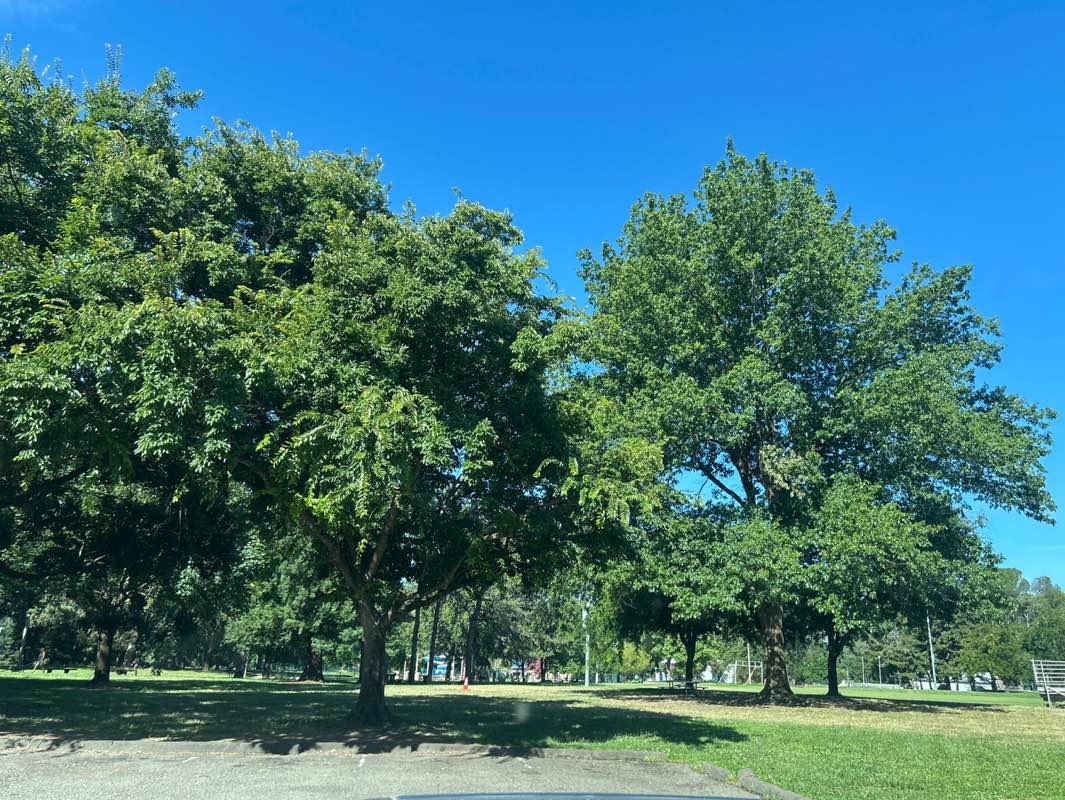 walking near me in Caldwell Park in summer