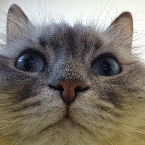 SOHO 매니저 조성돈 profile