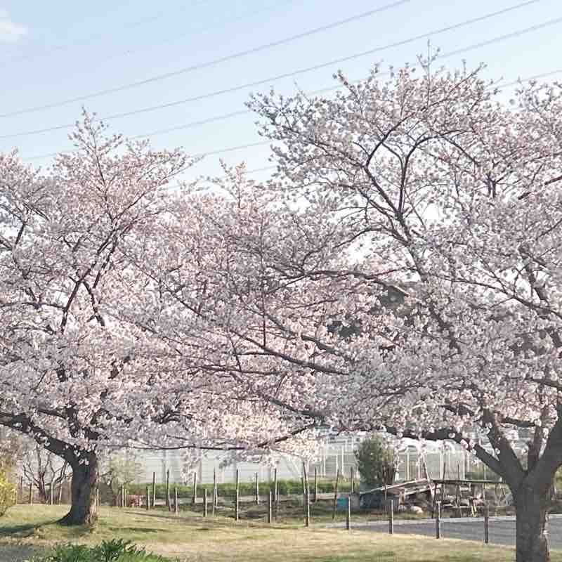 毎日3000歩以上歩く anna post image