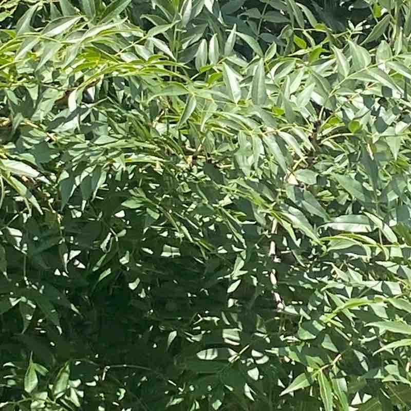 სოლომონ/Solomon🇬🇪 post 1