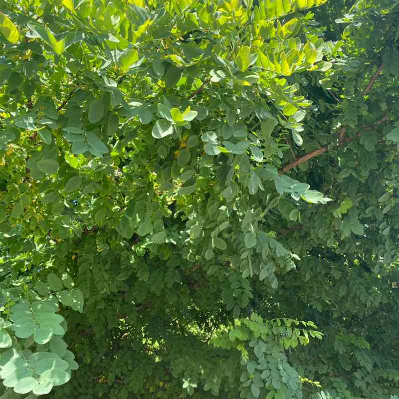 სოლომონ/Solomon🇬🇪 post 1