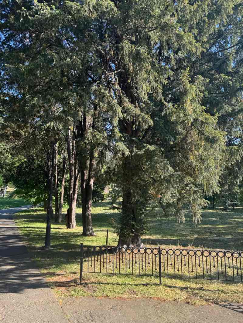 walking near me in Central Park Anton von Scudier in spring