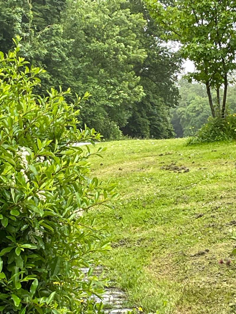 walking near me in Vesey Park in spring