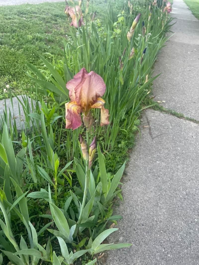 walking near me in Center Park in spring
