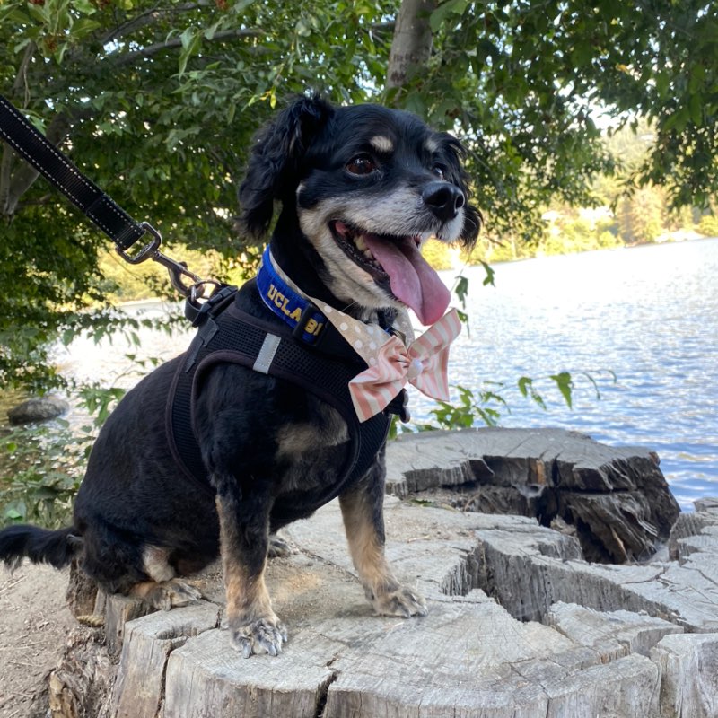 Jennifer Singer profile