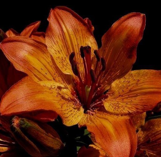 سفيرة الصحة لانا العنزي