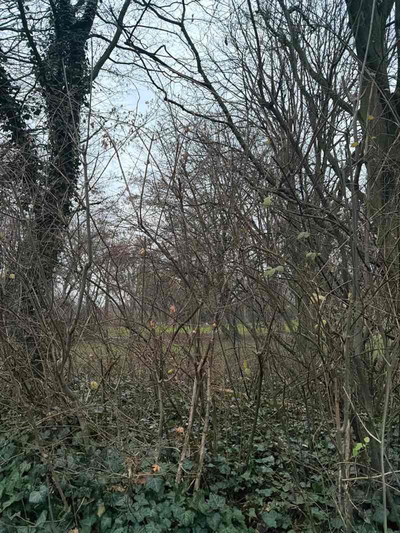 walking near me in Deutzer Stadtgarten in winter