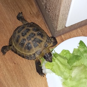 Łukasz Brzeziński icon