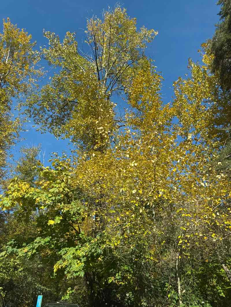 walking near me in Rochester Park in autumn