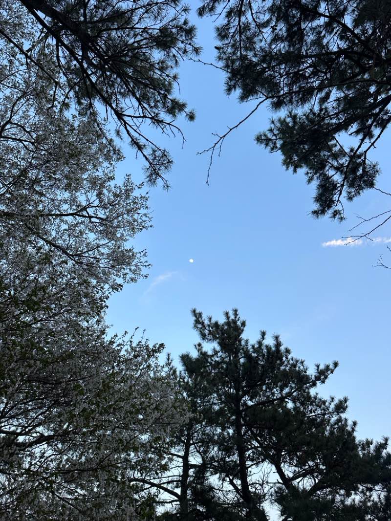 walking near me in 쌈지공원 in spring