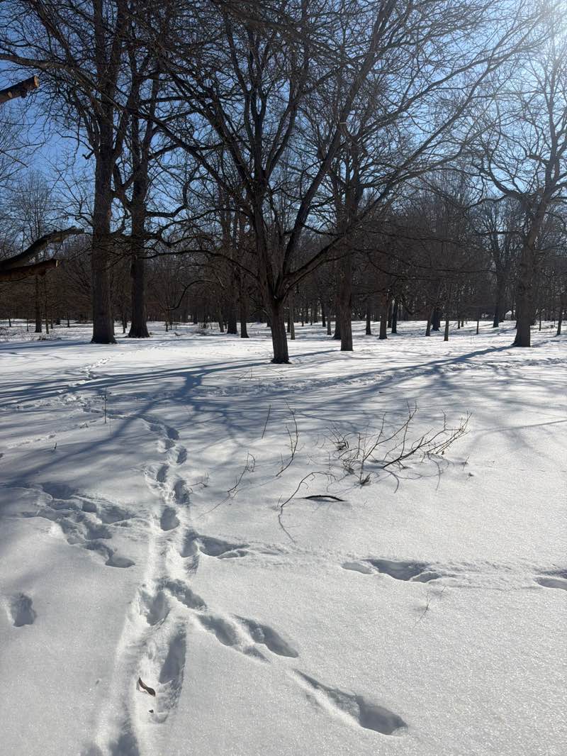 walking near me in Broad Ripple Park in winter