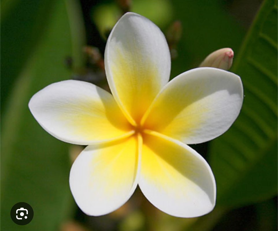 Coeur Souroi ❤️ profile