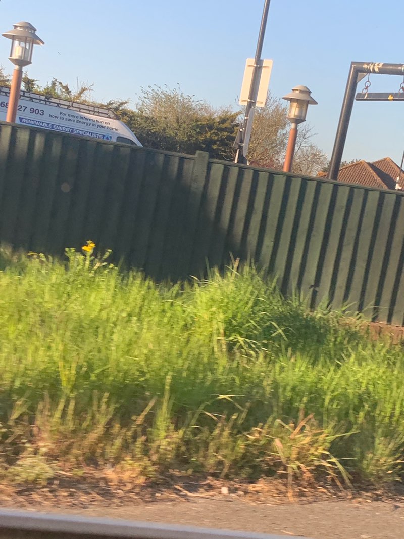 walking near me in Folkes Lane Wood in spring