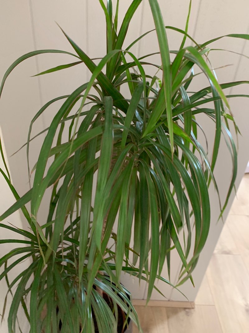 walking near me in Springhouse Park in summer