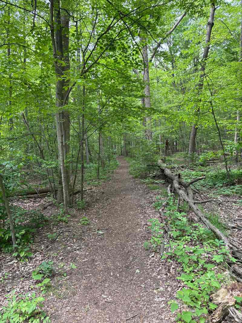 walking near me in Adams Park in summer