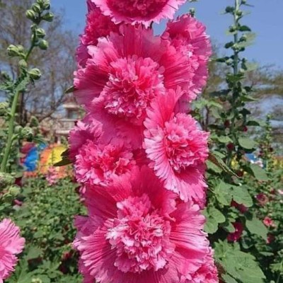 Rainbow 5 🏵️🌹♥️🥀🏵️♥️💚❤️ Rosi ♥️🌺🌹🏵️💐🥀🌷🌹♥️ post image