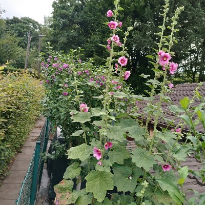 💪🏻 running lover🏃🏻‍♀️🏃🏻‍♂️ Rosi ♥️🌺🌹🏵️💐🥀🌷🌹♥️ post image