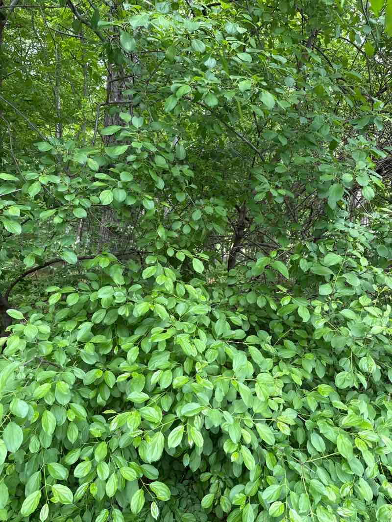 walking near me in Hanson Park in spring