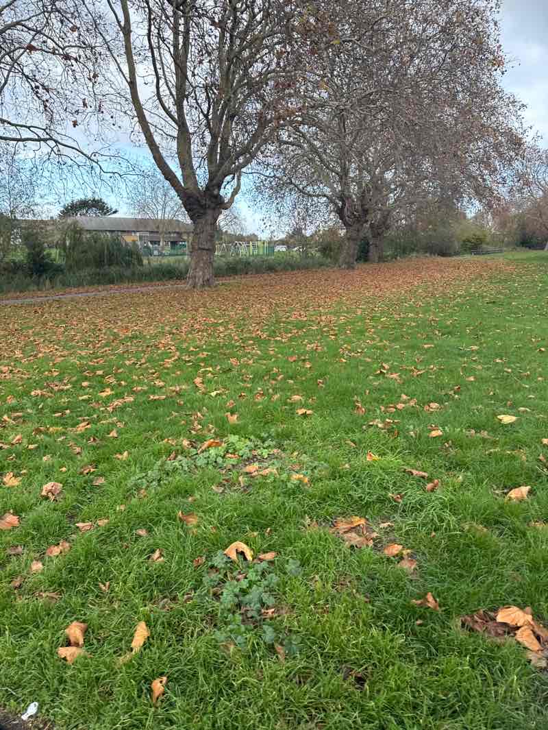 walking near me in Goresbrook Park in autumn
