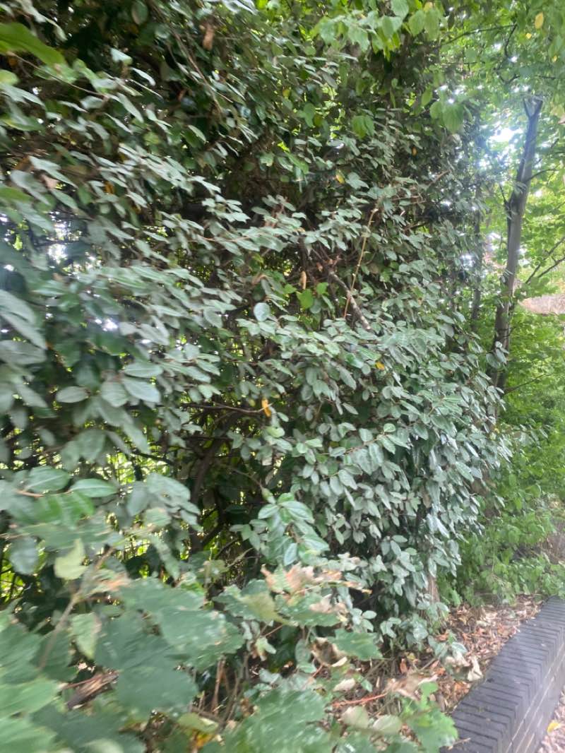 walking near me in Broadwell Road Park in autumn