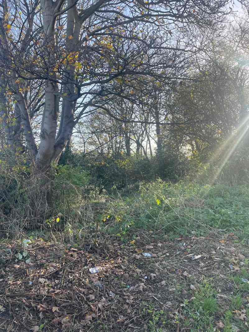 walking near me in Chapel Park in autumn