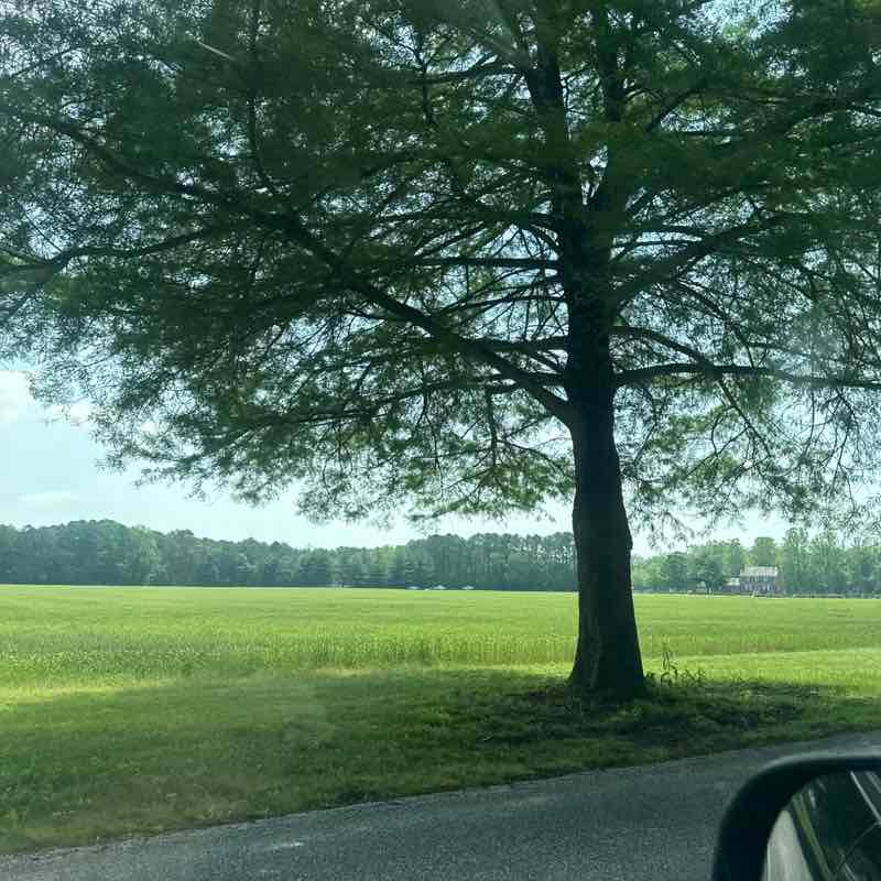 Anisa Impastato post 1