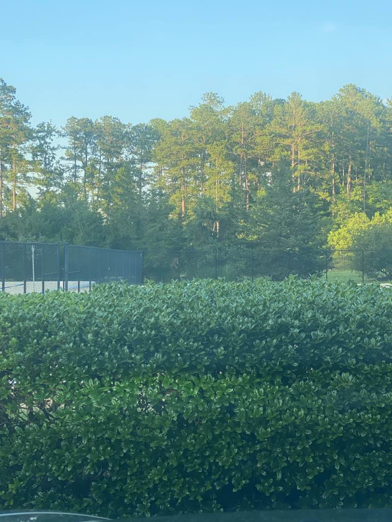 walking near me in RTP Mountain Bike Trails in summer