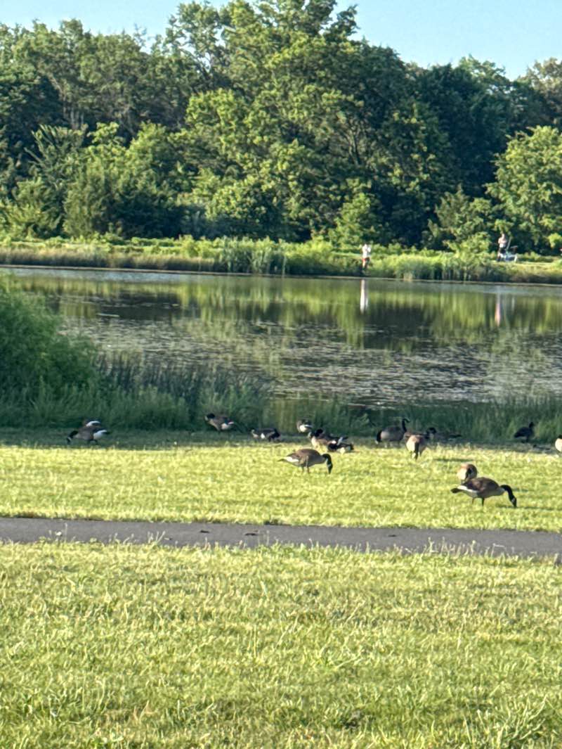 walking near me in Meadow Glen Park in summer