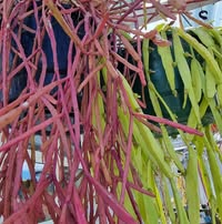 Dine Gibbons profile