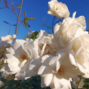 Whitney Francis profile