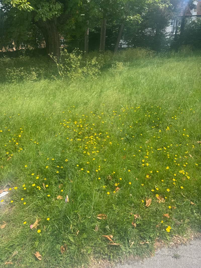 walking near me in Barham Park in summer