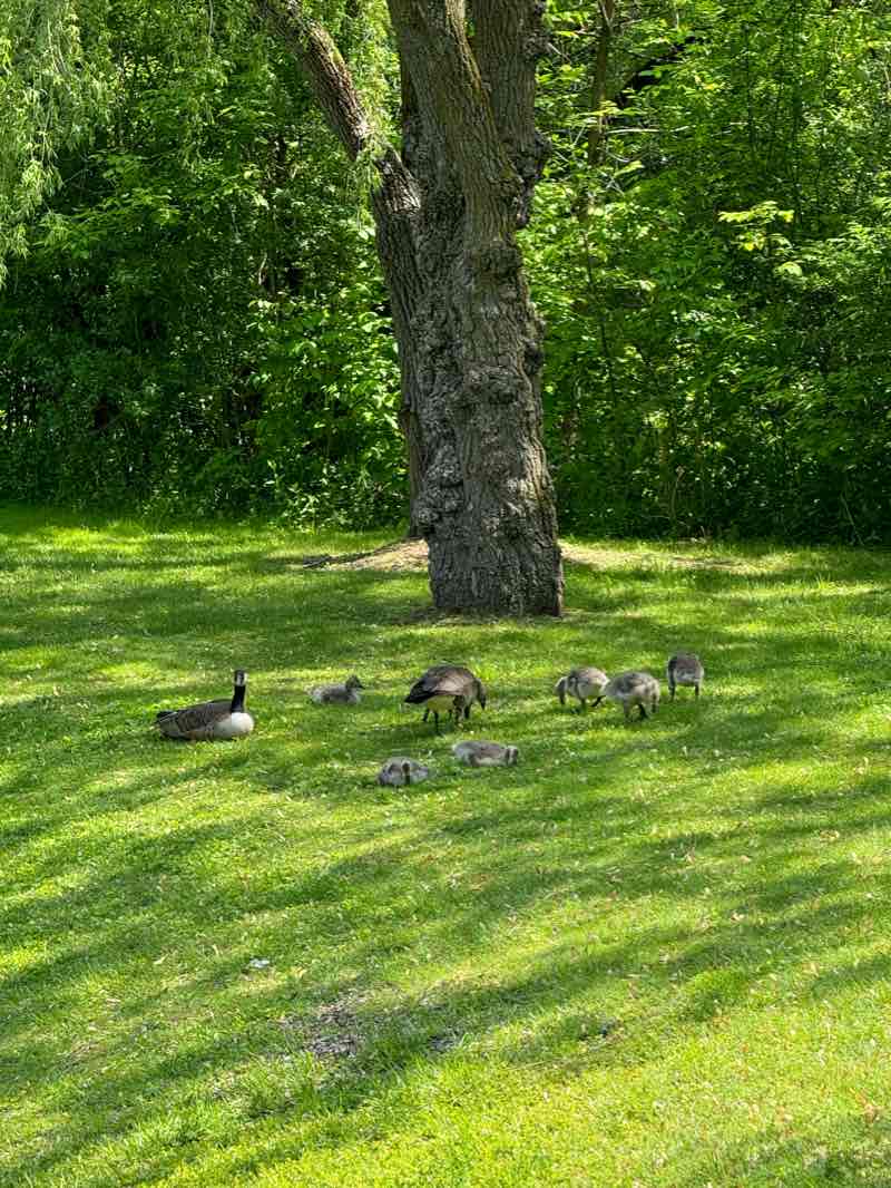 walking near me in Bruce Creek in summer